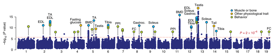 Genetic associations identified in CFW mice using GEMMA (Parker et al, Nat. Genet., 2016)