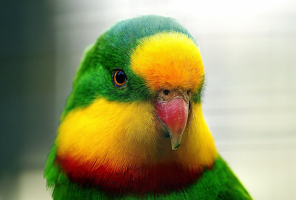 "The Superb Parrot" by Bernard Spragg is marked with CC0 1.0. To view the terms, visit https://creativecommons.org/publicdomain/zero/1.0/?ref=openverse.