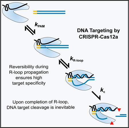 Graphical Abstract