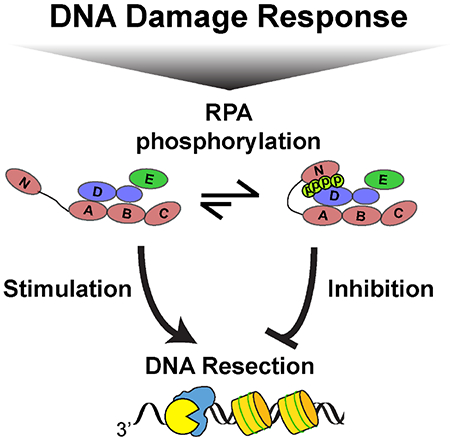 Graphical Abstract