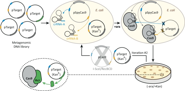 Figure 1-figure supplement 1.