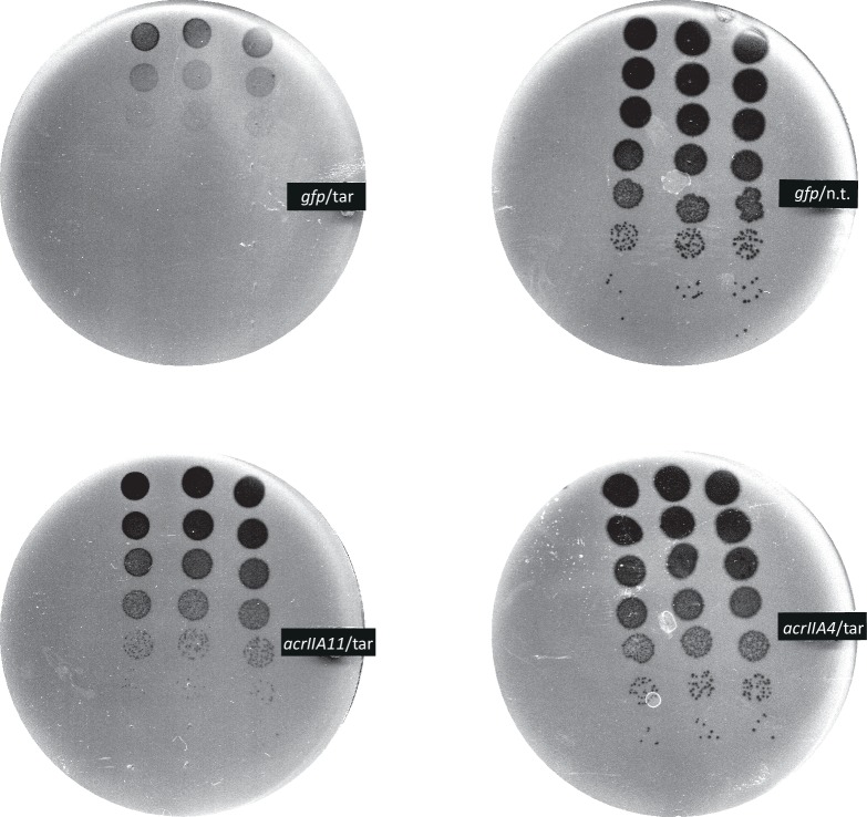 Figure 3-figure supplement 1.