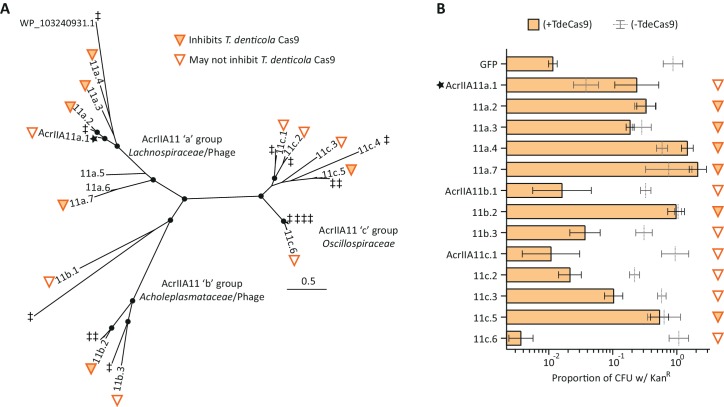 Figure 4-figure supplement 4.