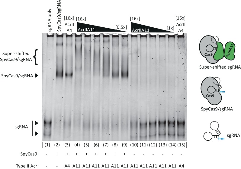Figure 5-figure supplement 1.