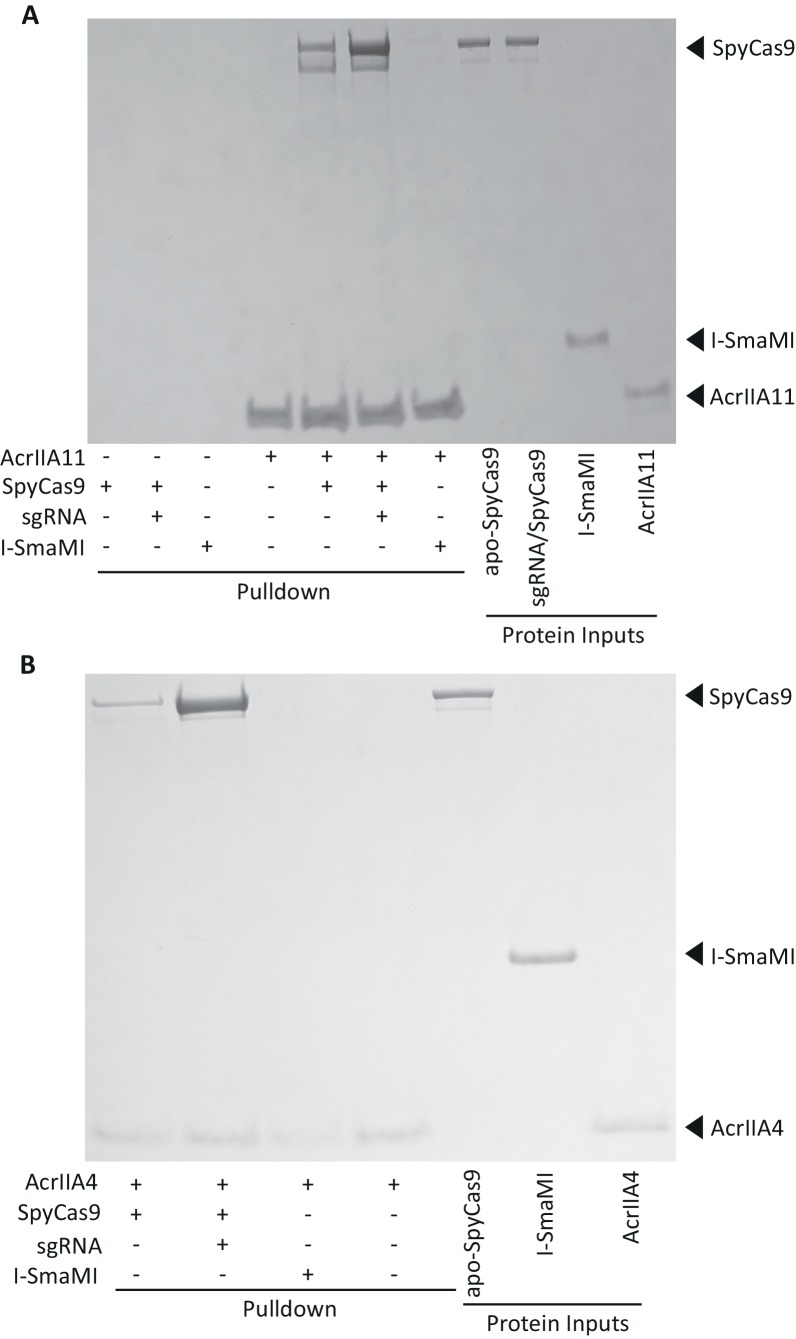 Figure 5-figure supplement 2.