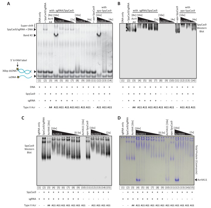 Figure 6-figure supplement 1.