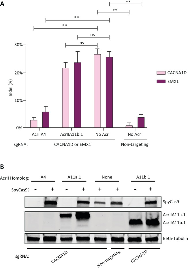 Figure 7-figure supplement 1.