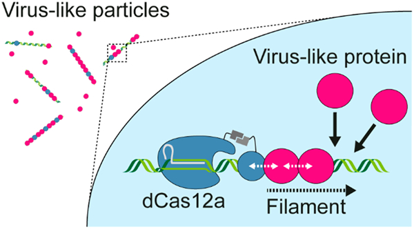 Graphical Abstract