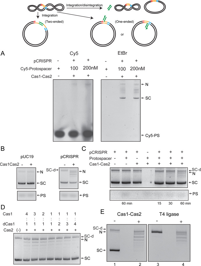 Figure 1—figure supplement 1
