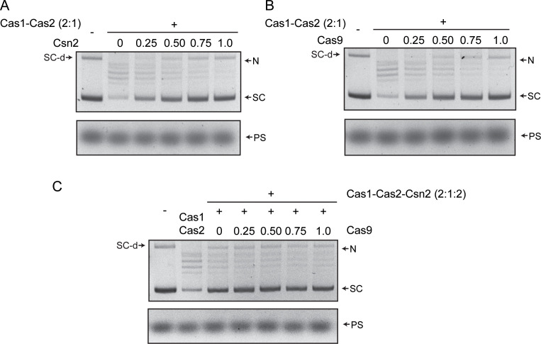 Figure 2—figure supplement 1