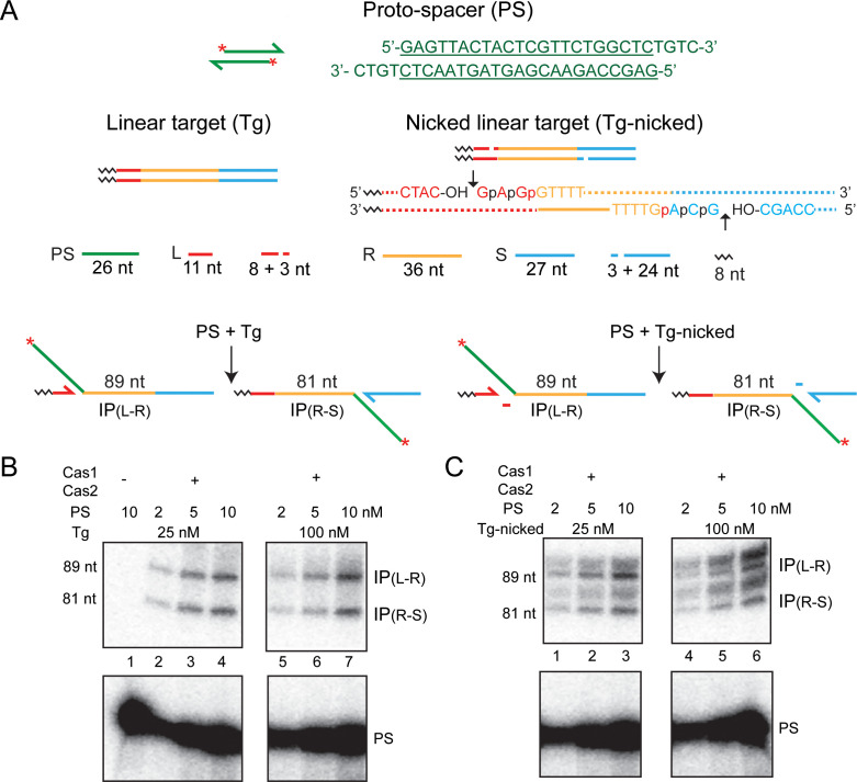 Figure 2—figure supplement 2