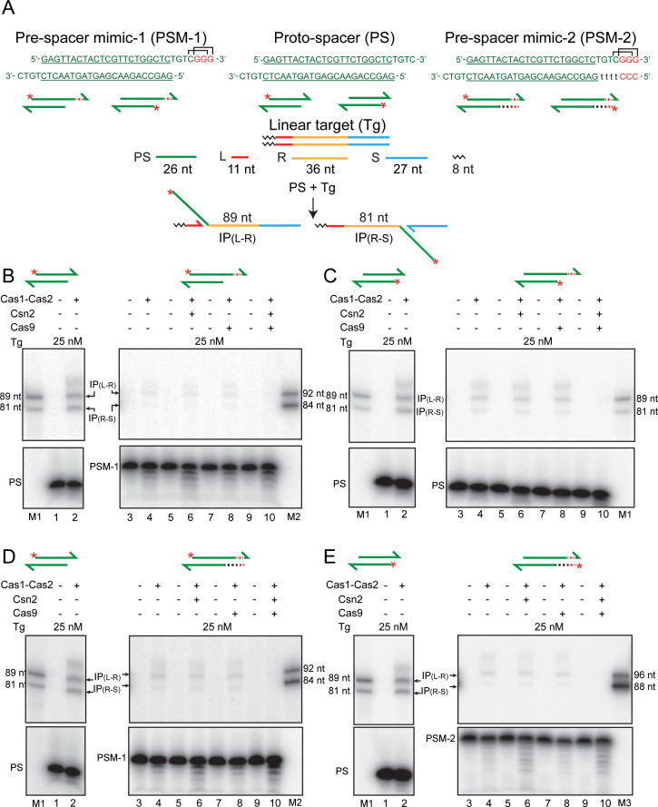 Figure 2—figure supplement 3