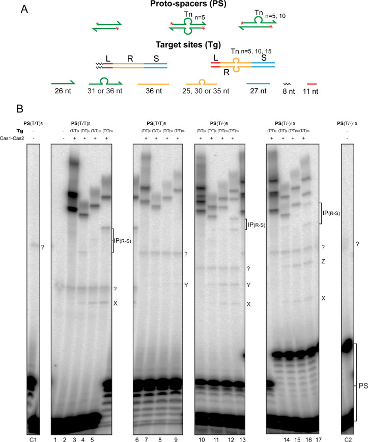 Figure 3—figure supplement 1