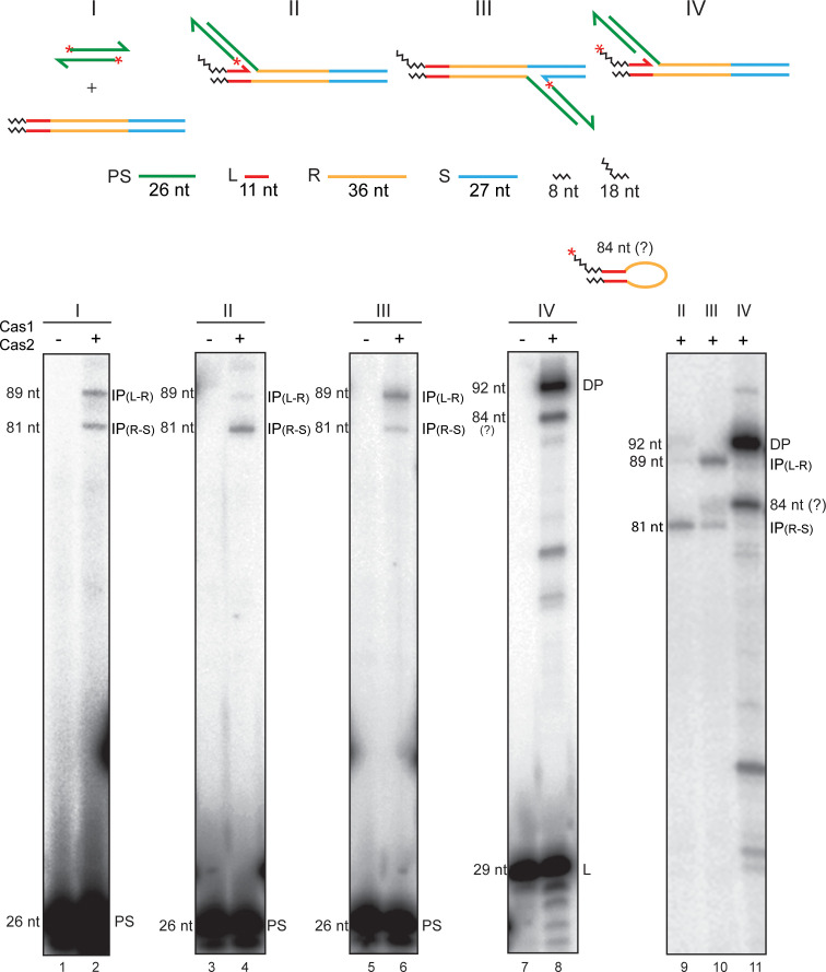 Figure 5—figure supplement 1