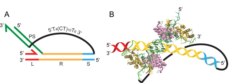 Figure 6—figure supplement 1