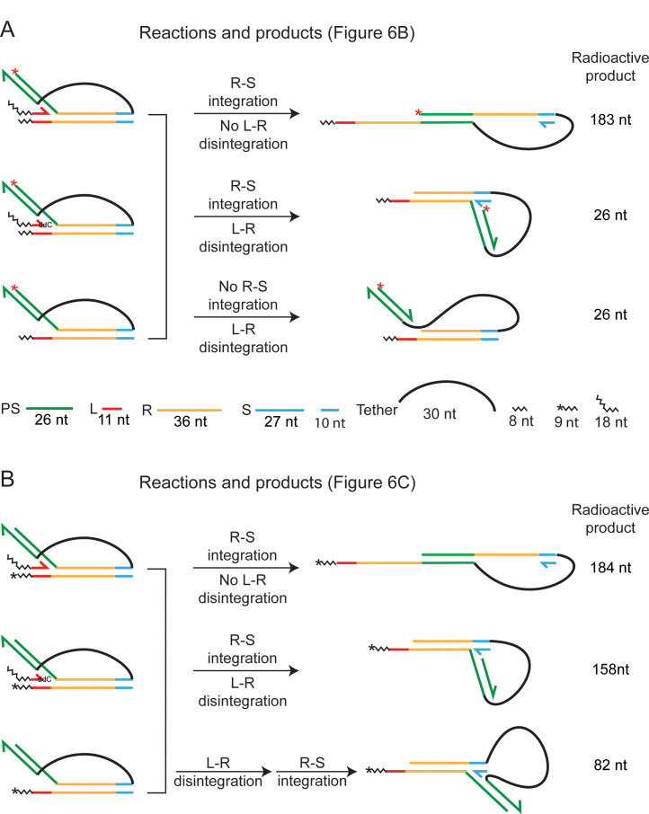 Figure 6—figure supplement 2