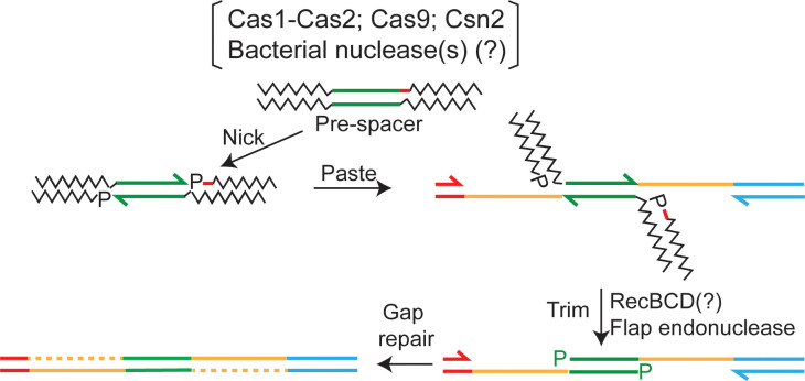 Figure 7—figure supplement 1