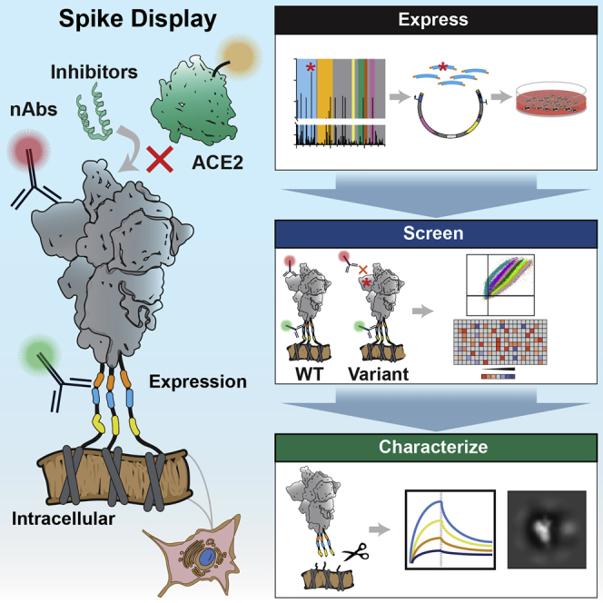 Graphical Abstract