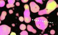 graphic file with name 44319_2024_285_Figb_HTML.jpg