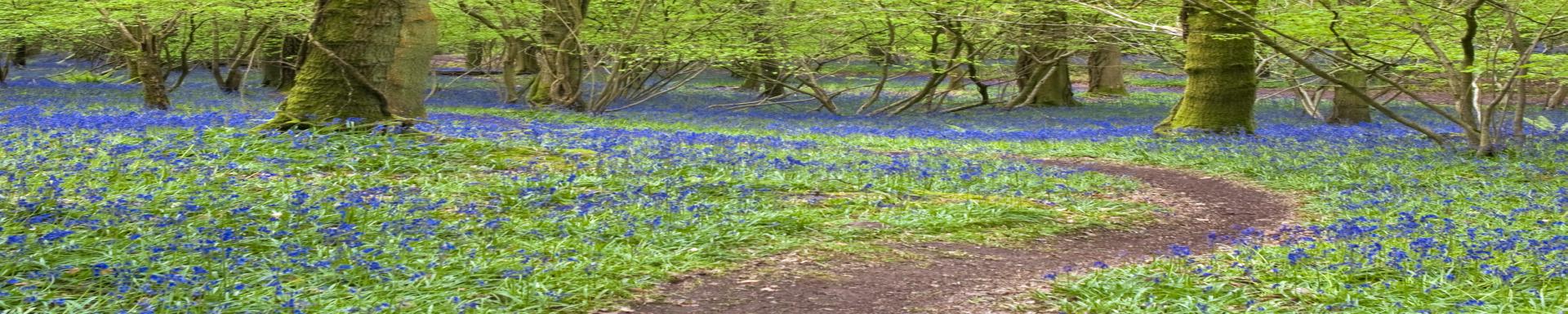 magic forest wild bluebells on testimonial page