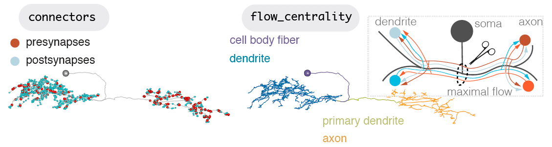 neuron_split