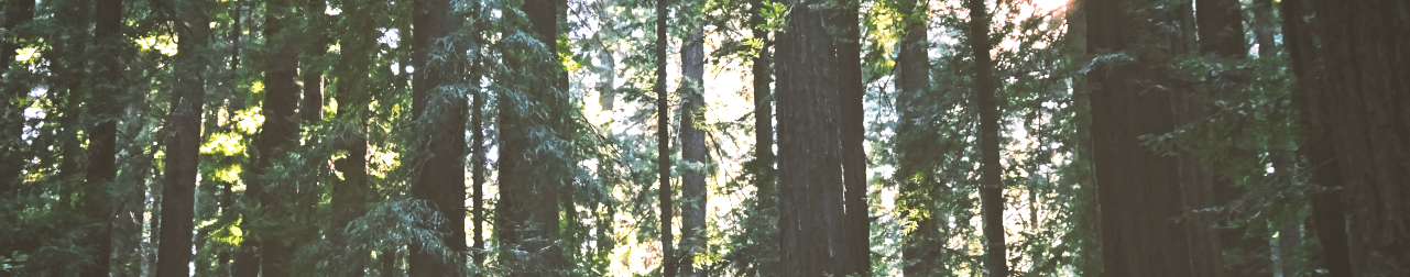 Redwood understory