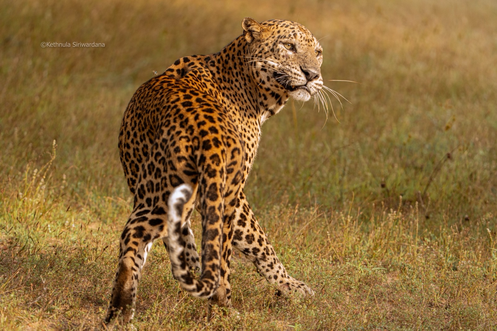 Sri Lankan leopard walking through golden grassland