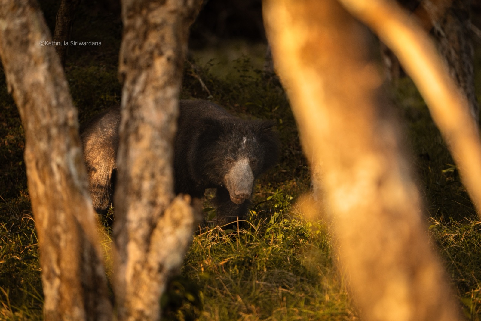 Sloth bear foraging between trees in golden hour light