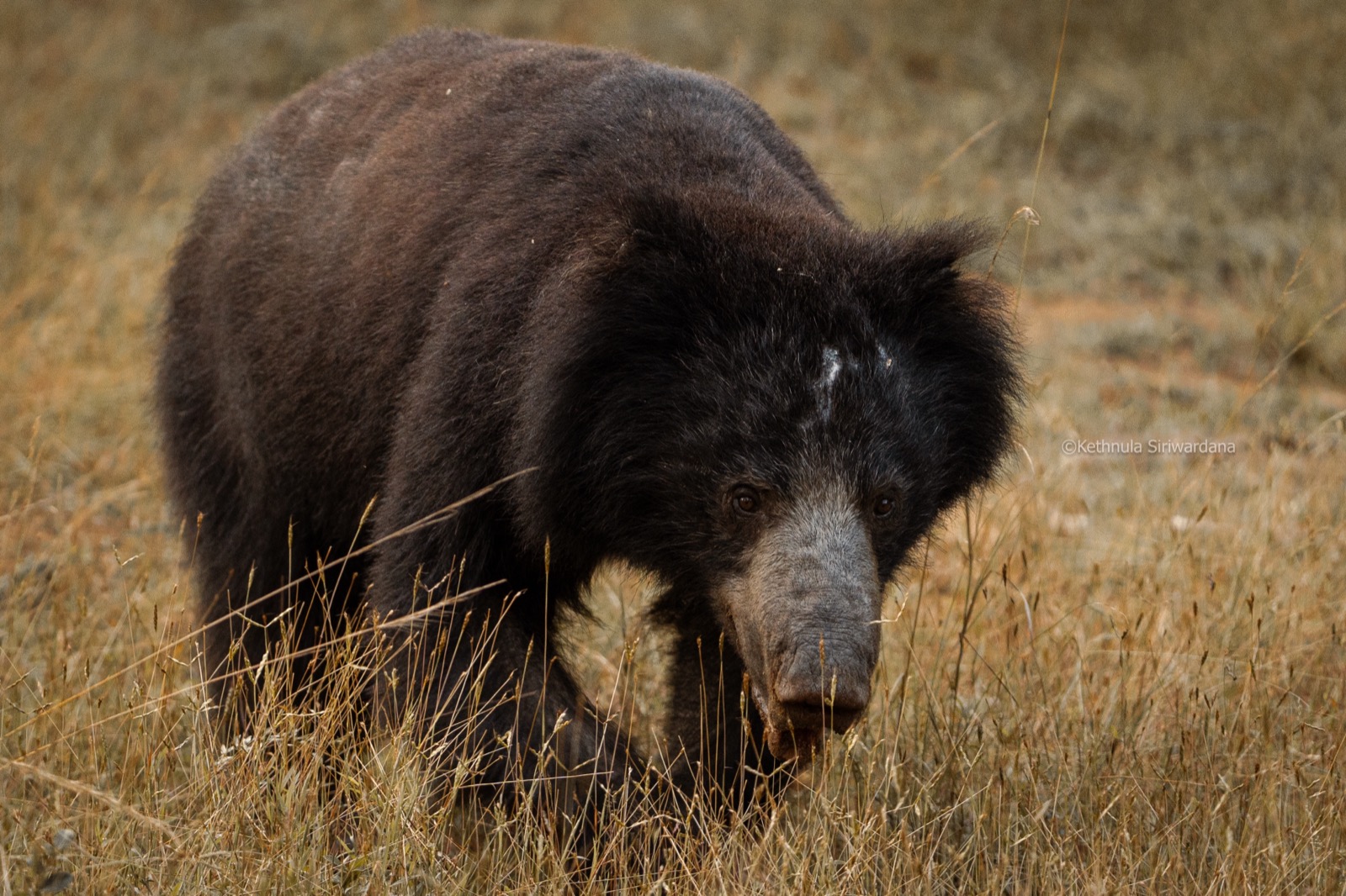 Sloth bear close-up in dry grassland