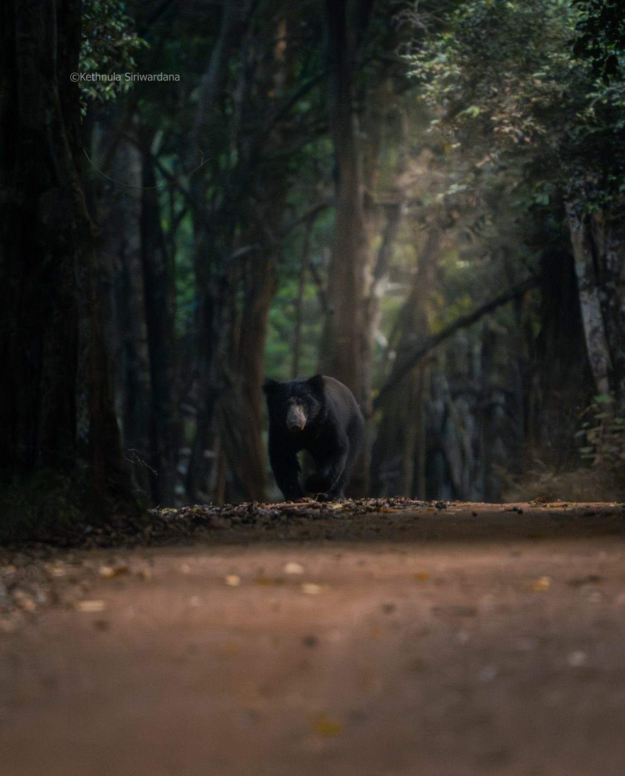Sloth bear emerging from misty forest at dawn