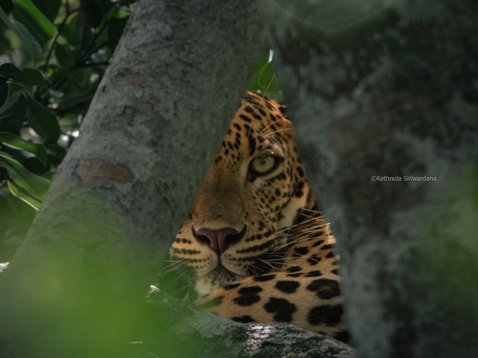 Leopard face peering through tree branches