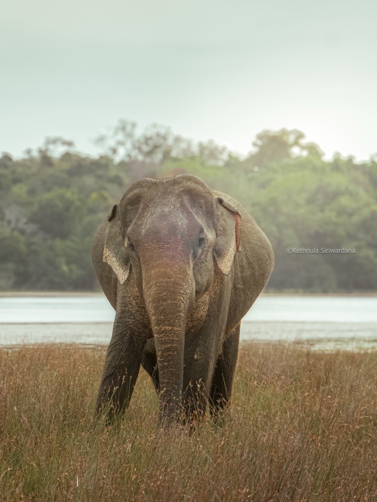 Asian elephant standing at a Wilpattu villu lake