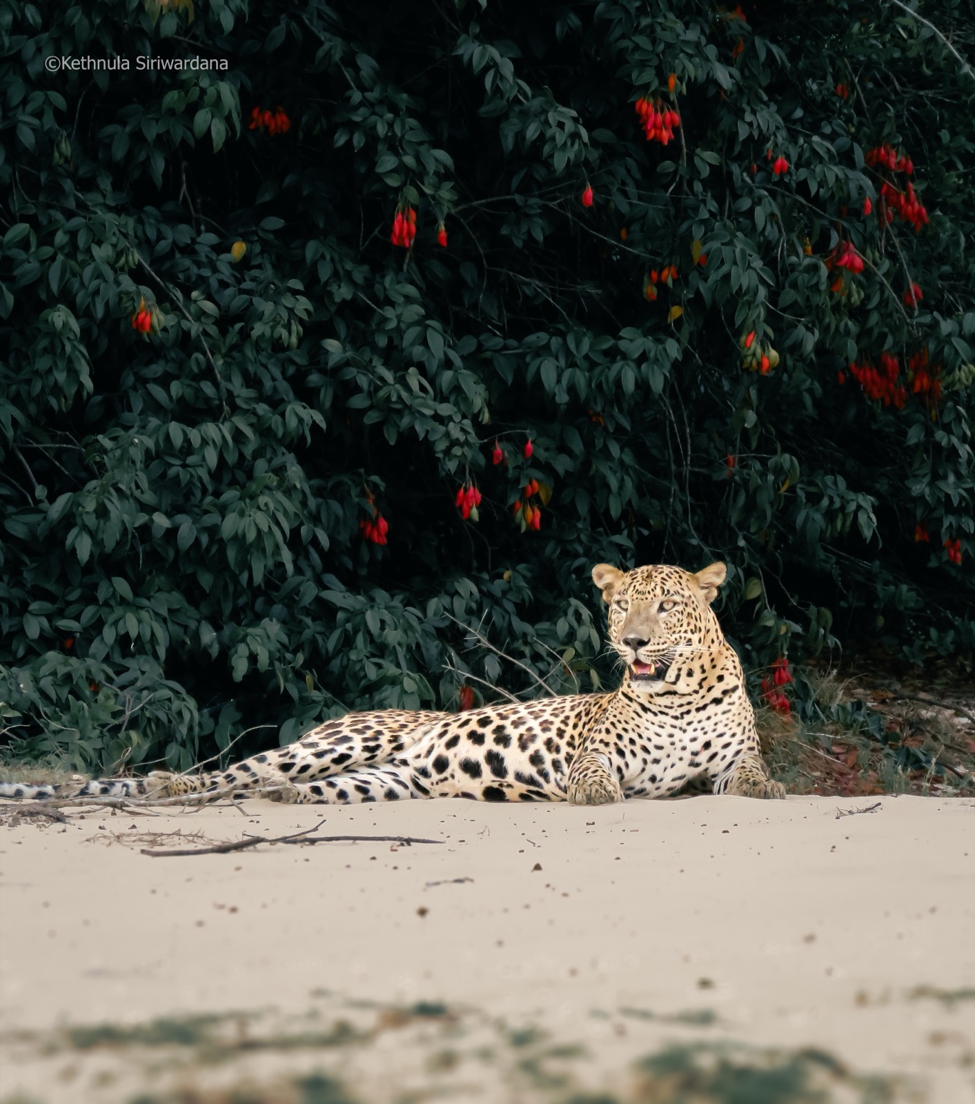 Leopard resting on sandy ground beneath red-flowering bush
