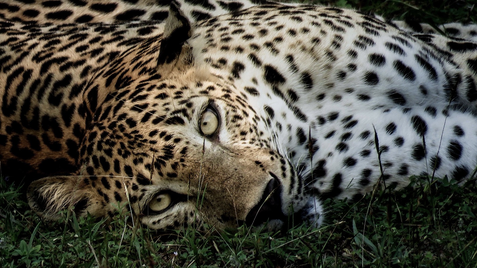 Close-up of Sri Lankan leopard resting in grass