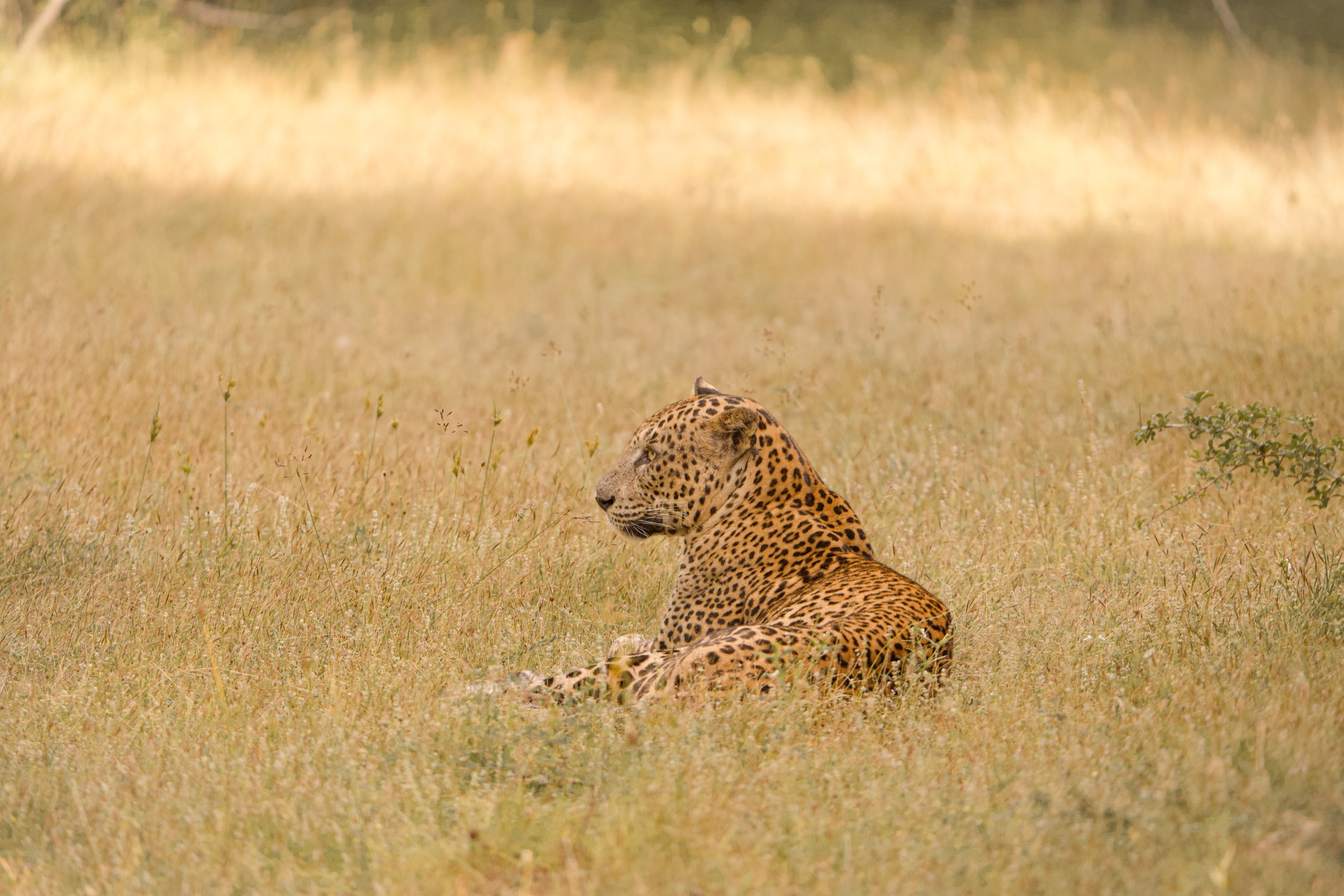 Wilpattu National Park wildlife safari landscape