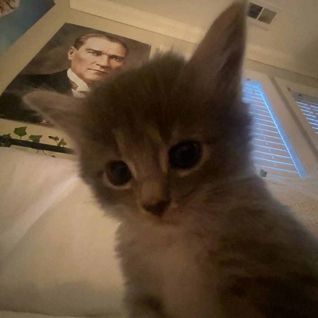 freddie profil