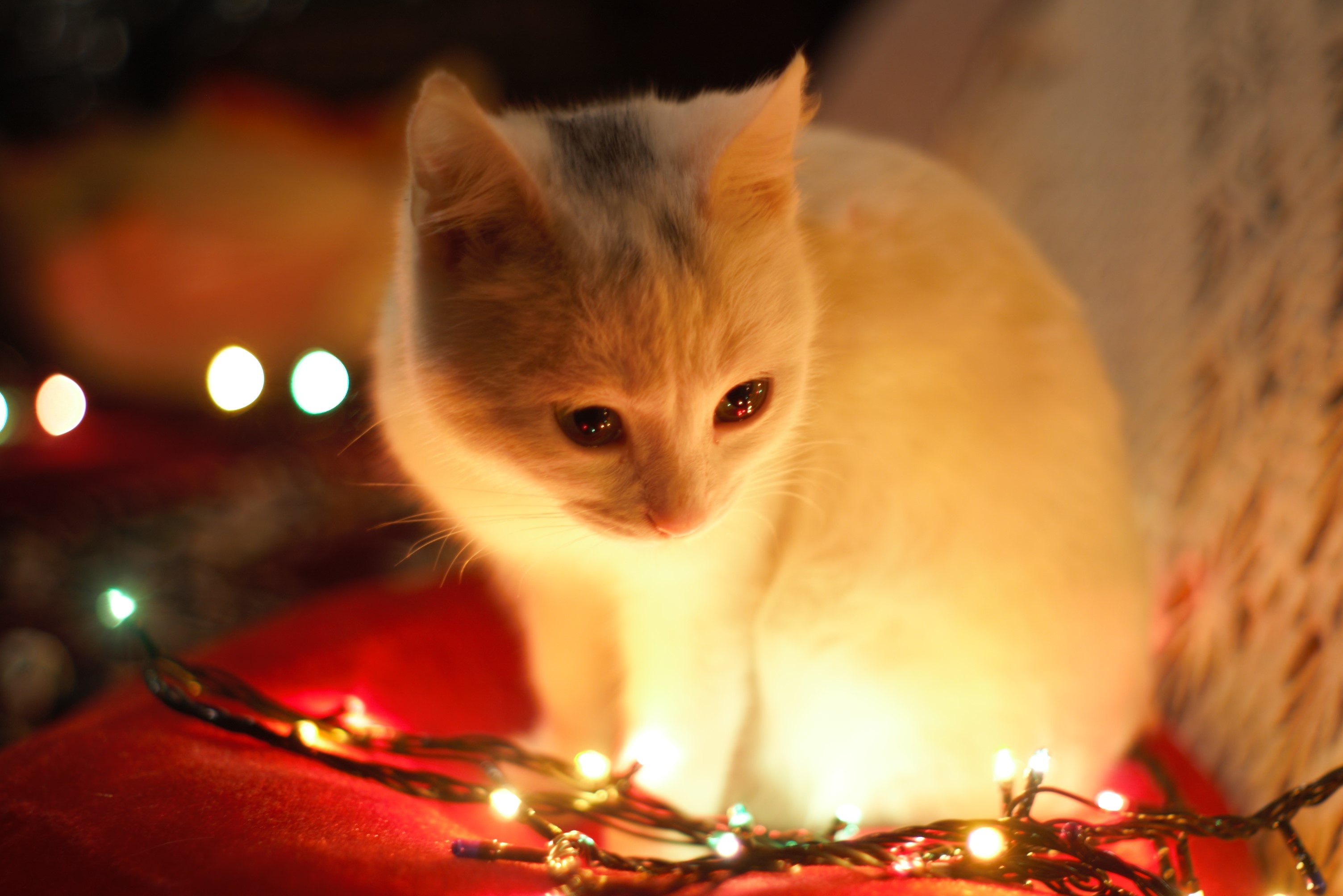 Kitten Staring at Christmas Lights