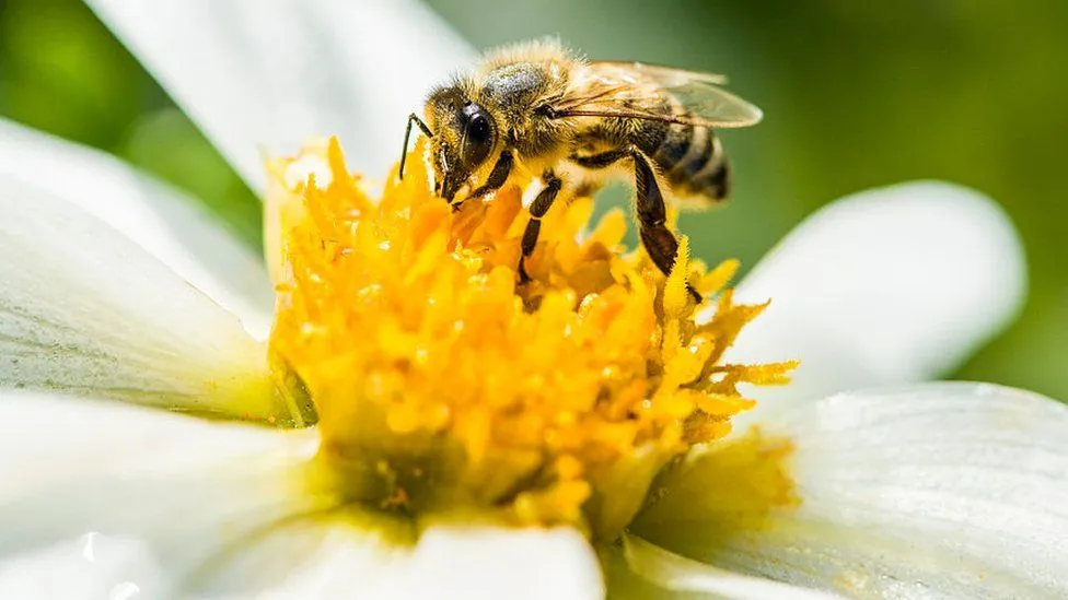 Habitat loss is putting the bee population under pressure
