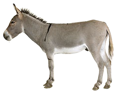 donkey-only