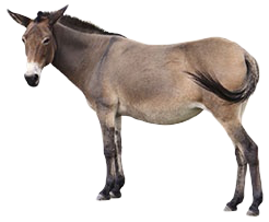 mule-only.png