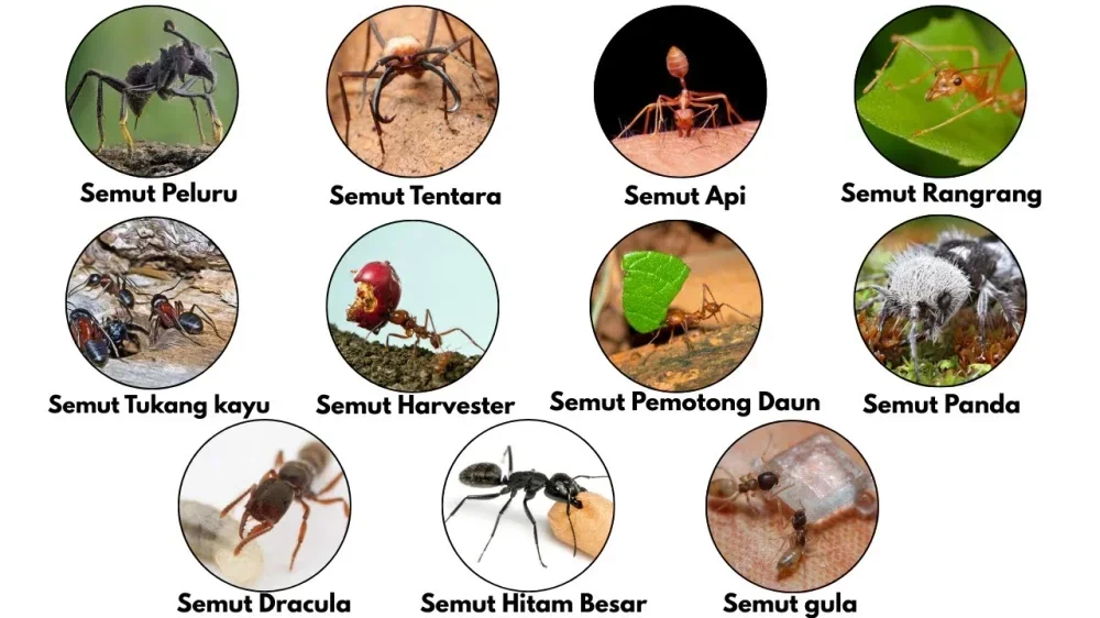 Rahasia Anatomi Semut: Kenapa Bisa Pecah Seperti Kaca Saat Terinjak? ๐๐
