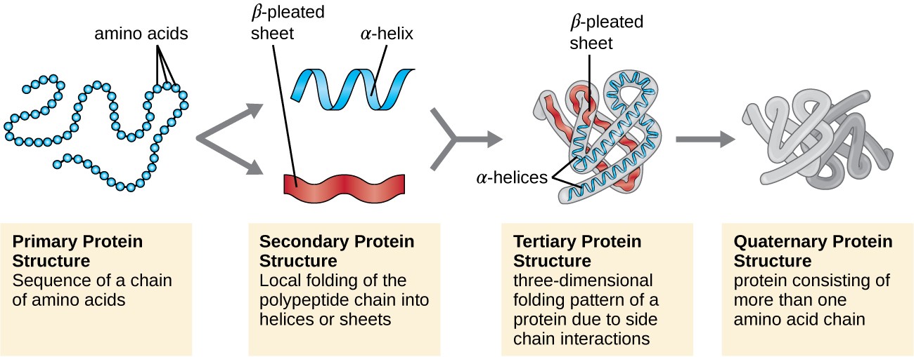 Proteine_structures