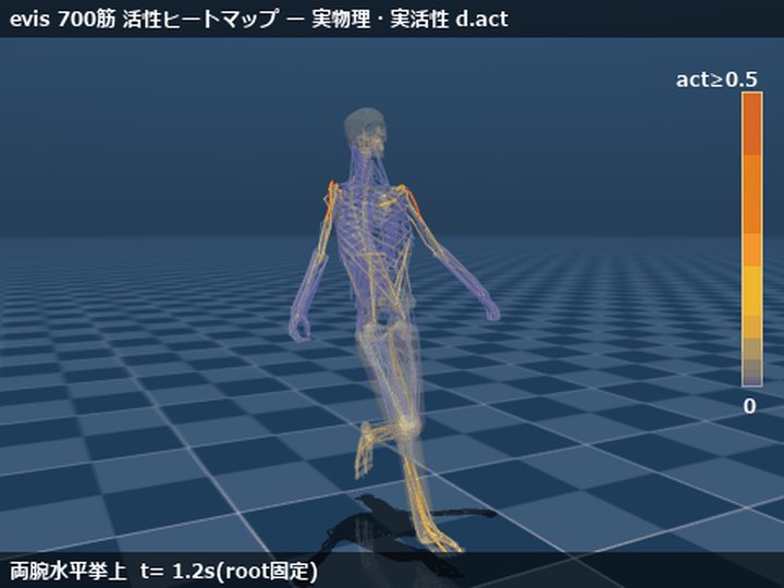 evis's 700-muscle activation heatmap — tendon colors driven by real activations during a real physics re-simulation (click to play mp4)
