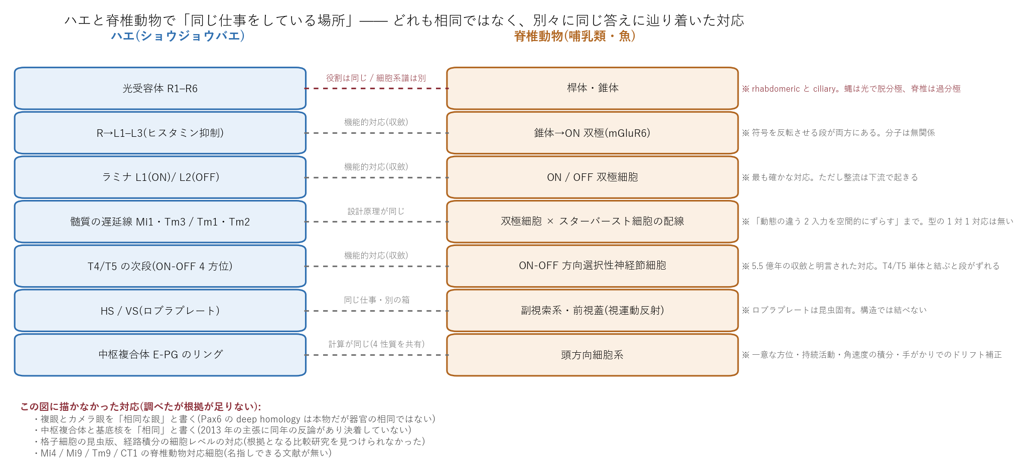 ハエと脊椎動物の対応