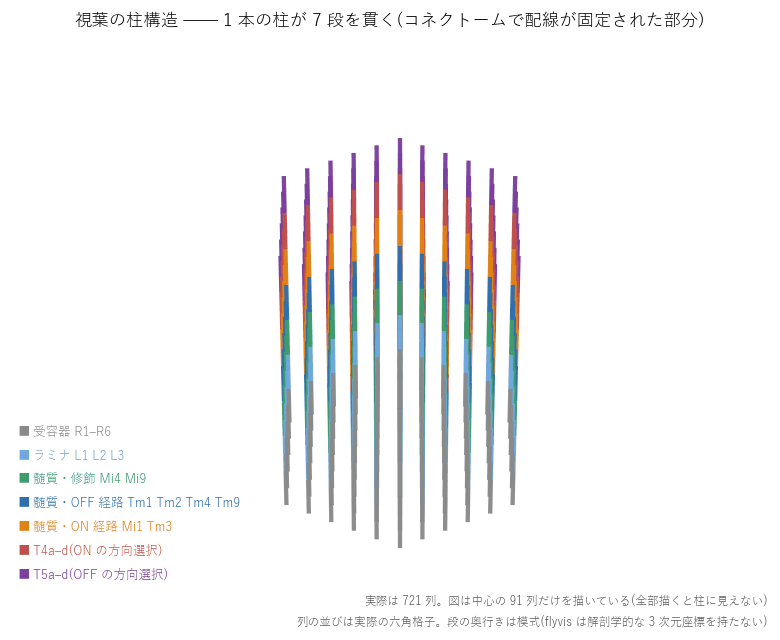 視葉の柱構造(立体)