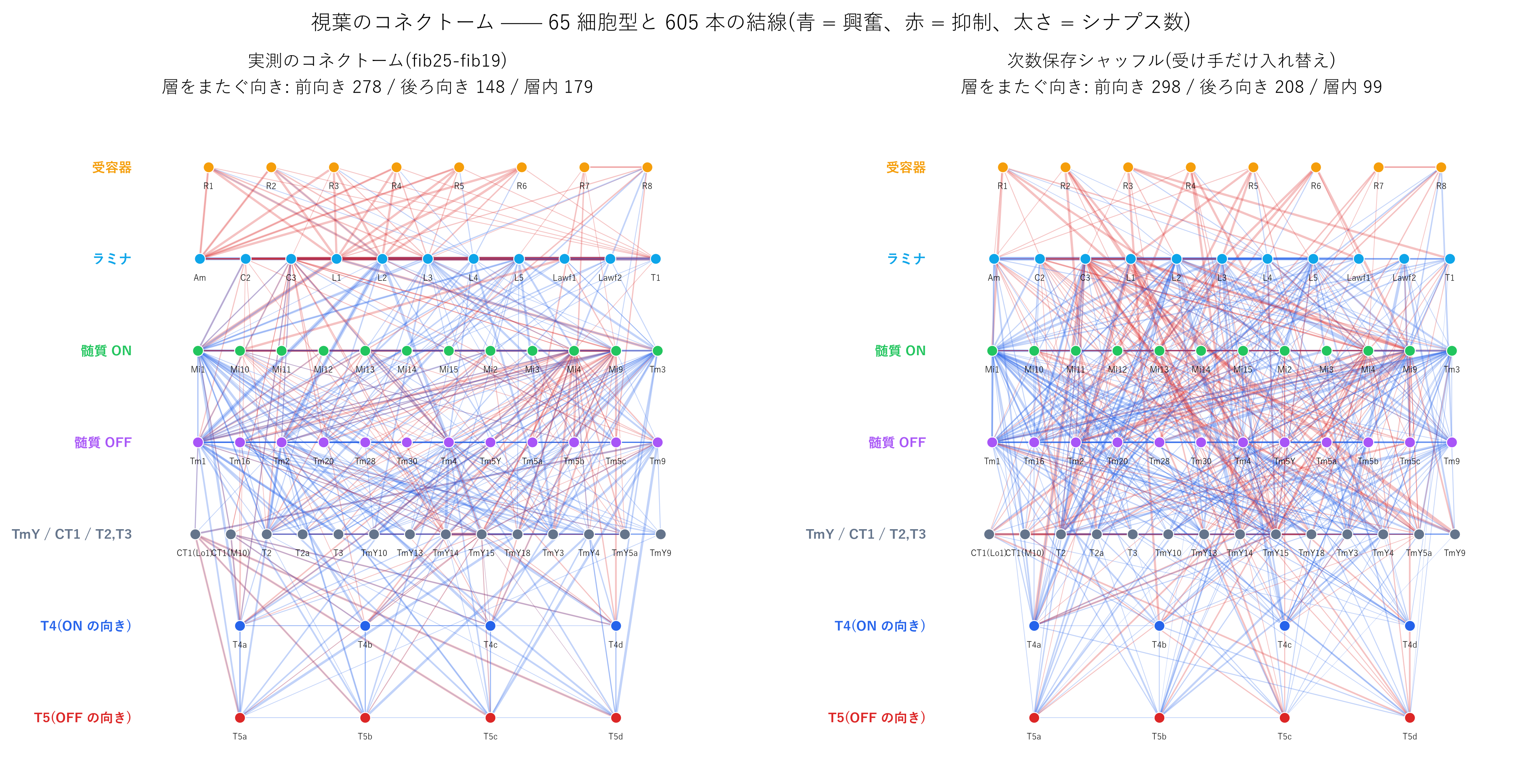 視葉のコネクトーム