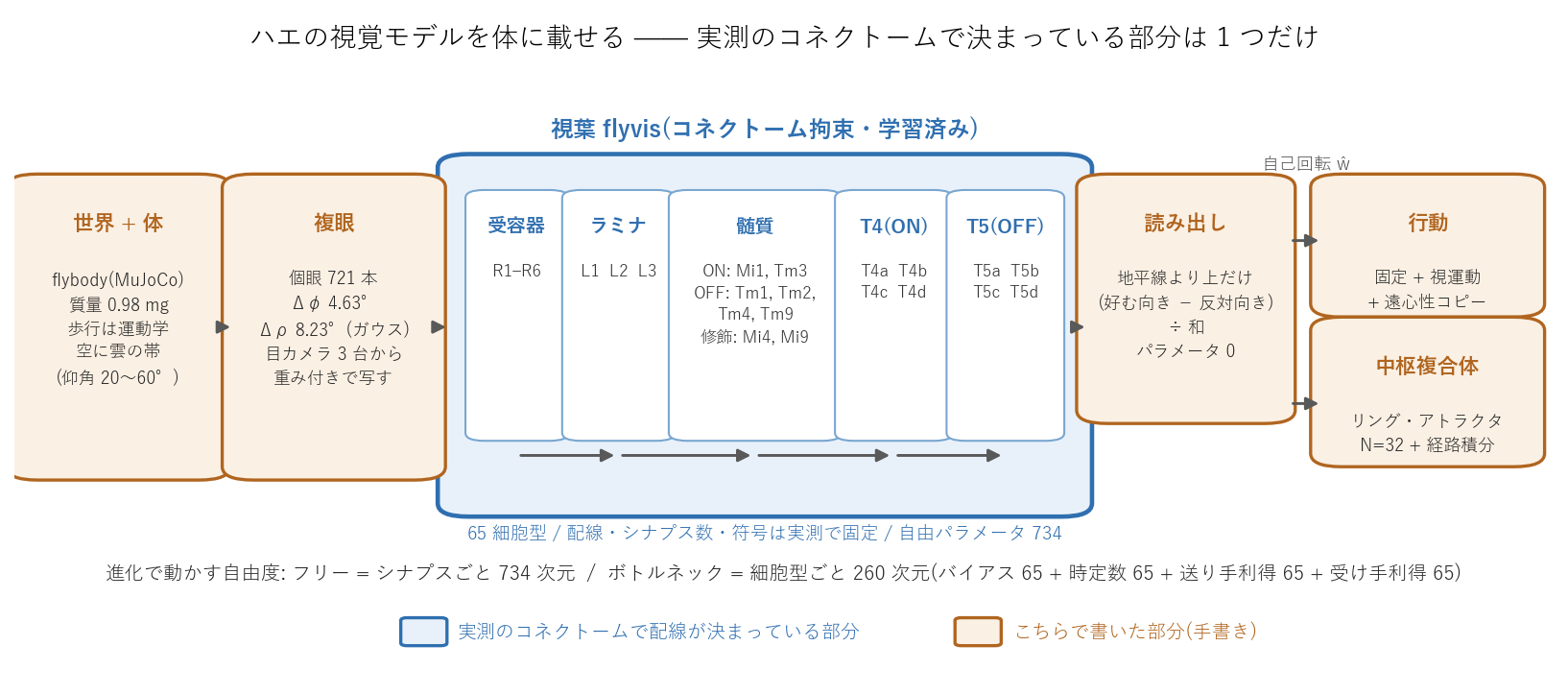 ハエ脳モデルの信号経路