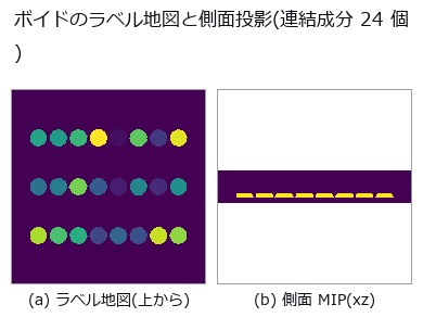 疑似カラーはラベル番号を並べ替えたもの。側面図で界面(上端)に貼りついているのが見える。