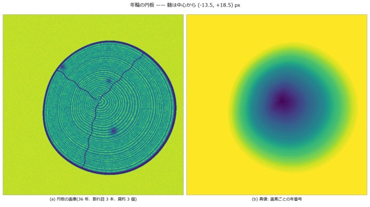 Counting tree rings and extracting the width series — ring count and width correlation fail separately