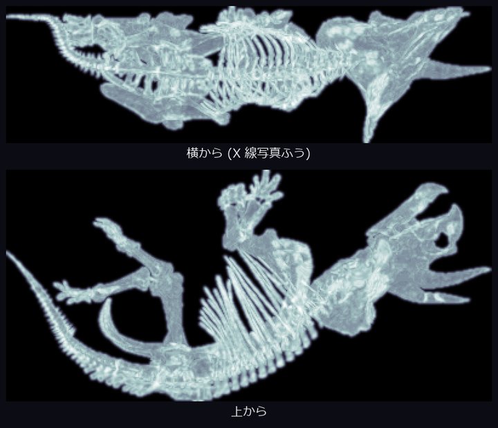 トリケラトプスのレントゲン写真